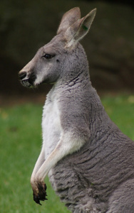 敏捷袋鼠macropus agilis