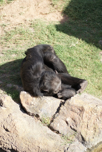 常见的黑猩猩黑猩猩