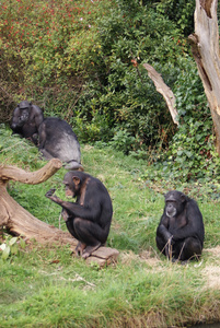 常见的黑猩猩黑猩猩
