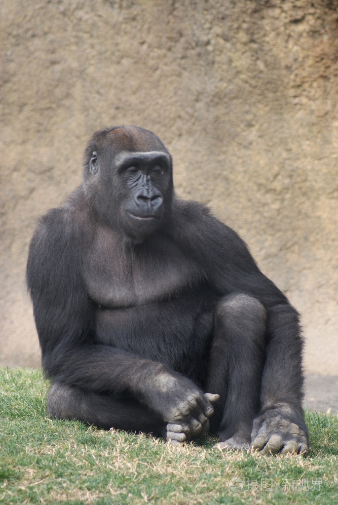 西部低地大猩猩大猩猩大猩猩