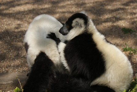 黑色和白色 ruffed 狐猴varecia 山青