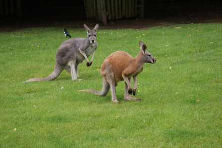 敏捷袋鼠macropus agilis