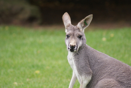 敏捷袋鼠macropus agilis