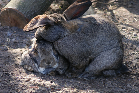 Krlk divokoryctolagus cuniculus