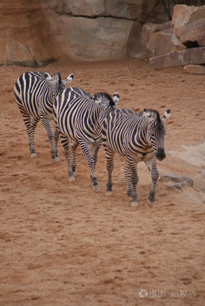 授予斑马雅科仕拟斑马boehmi