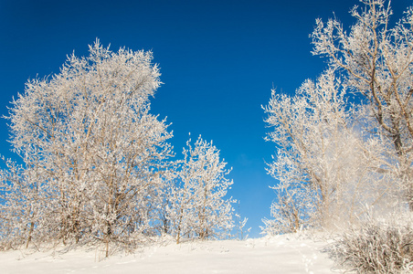 树木覆盖着霜