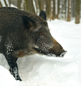 冬天野猪