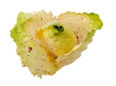 平底锅 variegato di castelfranco