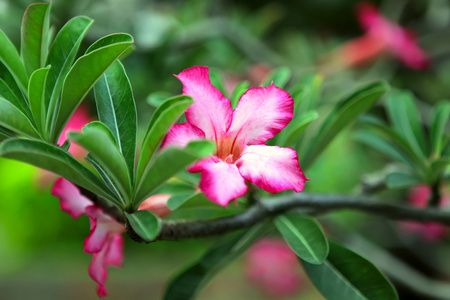 花桃红色沙漠。沙漠玫瑰