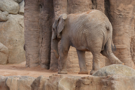 南非洲大象非洲 africana