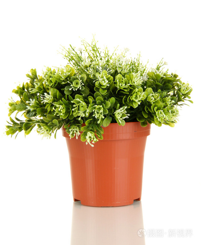 在孤立在白色的花盆装饰花