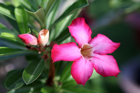 花桃红色沙漠。沙漠玫瑰