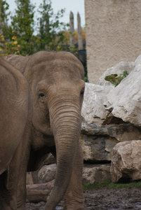 亚洲大象亚洲象属 maximus