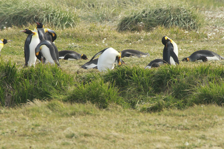 公园 pinguino rey国王企鹅公园火地岛上