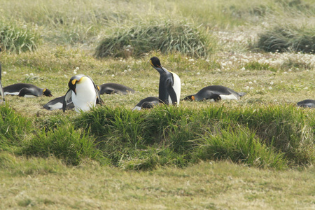 公园 pinguino rey国王企鹅公园火地岛上