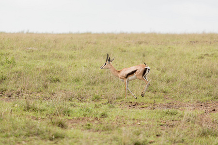 黑斑羚在野生环境中运行