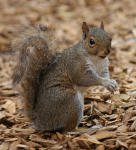 灰色松鼠中型松鼠 carolinensis