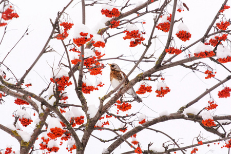 fieldfare 在树上