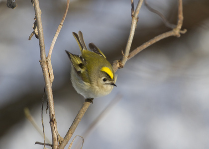 goldcrest 在冬天坐在一棵树的树枝上