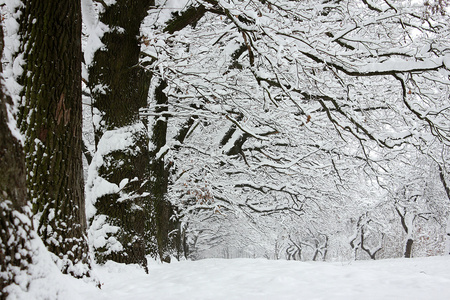 在雪中的公园