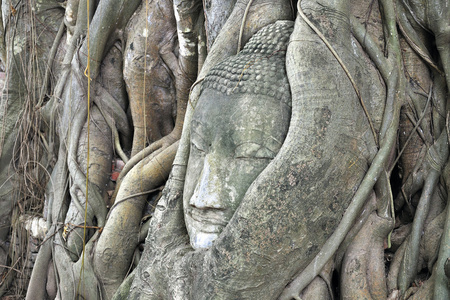 在树中在大城府，泰国佛像的头