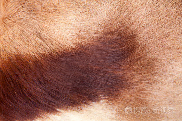 头发皮毛皮革马头发