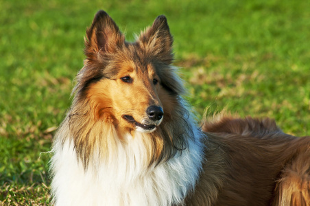 美国真正的饲养牧羊犬