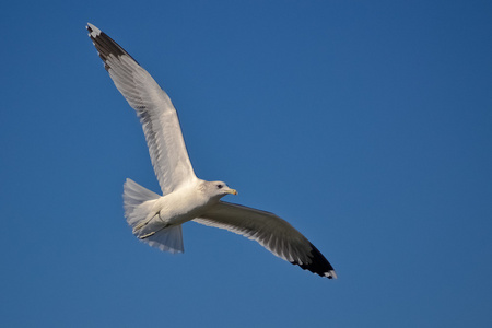 海鸥集团的海鸥海两个海鸥飞海鸥海鸥鸟在飞行中在海上飞翔的海鸥看