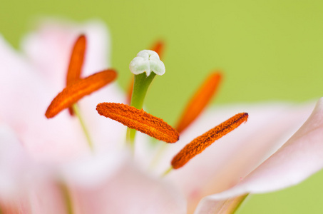 粉色百合花卉特写