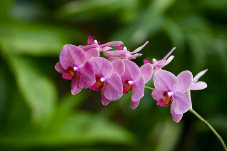 小小的热带花卉