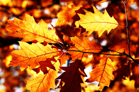 多彩的秋天树叶
