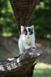 小可爱小猫爬那棵树