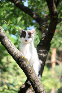 小可爱小猫爬那棵树