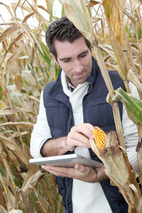 农艺师分析谷物与电子平板电脑