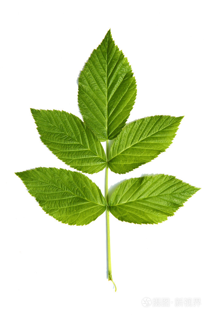 绿色叶的植物离体上白