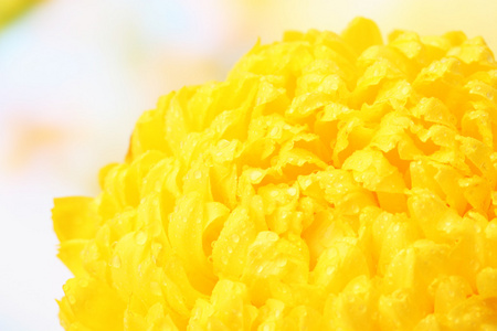 明亮的黄色菊花，秋天背景上