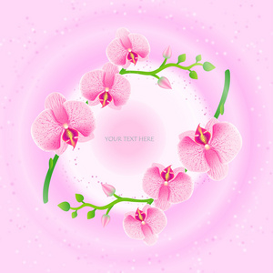 帧的粉红色的兰花的插图