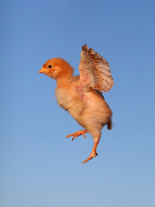 纹身设计石头上的鸡要飞了红色鸡飞在天空的翅膀蔓延可爱的小鸡鸡字符