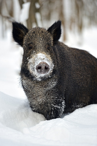 冬天野猪