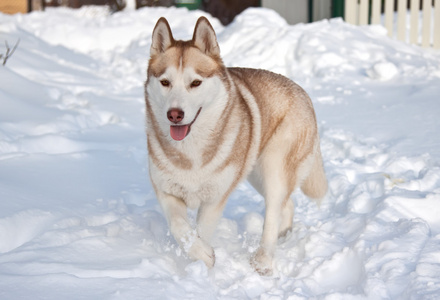 西伯利亚哈士奇猎犬