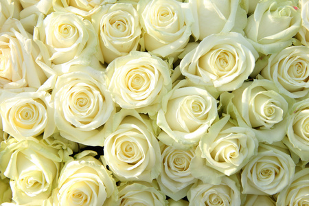 组的白玫瑰，婚礼装饰