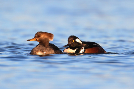 连帽的 mergansers