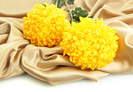 明亮的黄色菊花上布 孤立在白色的花束