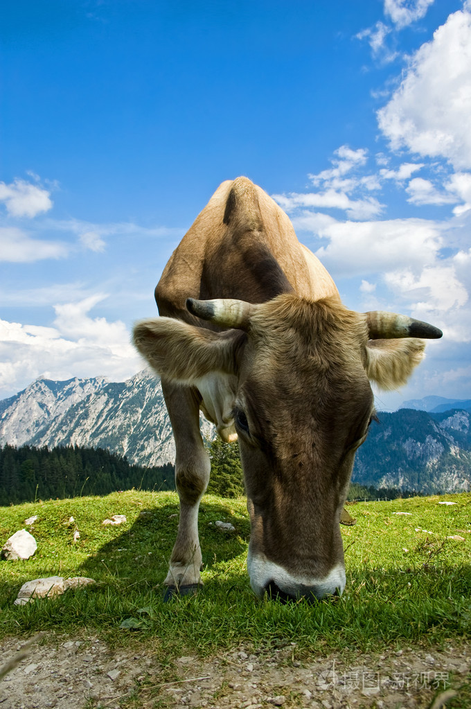 在阿尔卑斯山的瑞士牛
