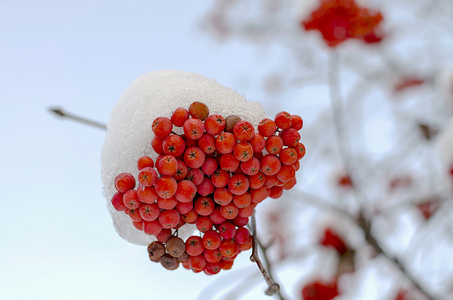 在雪下的 rowanberry