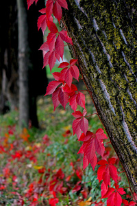 灰色树皮的红叶