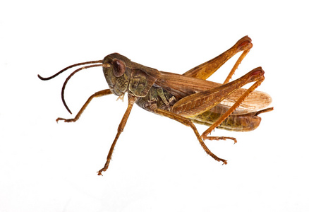 大蝗虫图片
