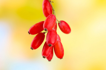 在黄色背景上的树枝上成熟 barberries