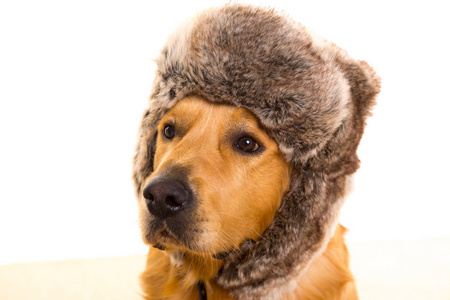 金康猎犬狗与滑稽冬季毛皮帽