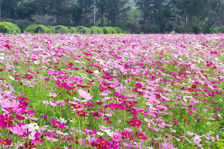 粉色波斯菊花海